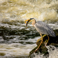 Heron Fishing © Michael Robertson-Smith =2nd