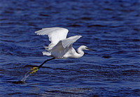 Little Egret © Derek Walton - 1st