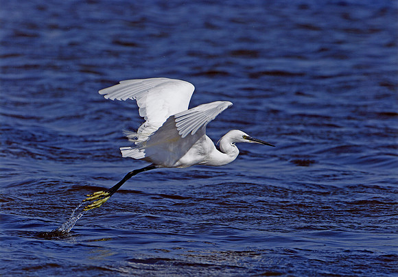 Little Egret © Derek Walton - 1st
