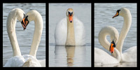 Elegance © Peter Gilbert 3rd