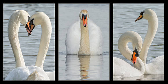 Elegance © Peter Gilbert 3rd