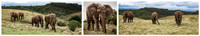 Elephants on the Move © Brian Cole 2nd