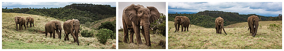 Elephants on the Move © Brian Cole 2nd