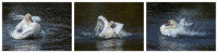 Mute Swan Bathing © Jill Orme C