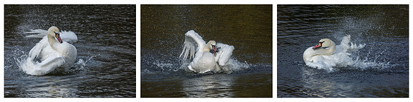 Mute Swan Bathing © Jill Orme C