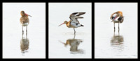 Black Tailed Godwit © Peter Gilbert 1st