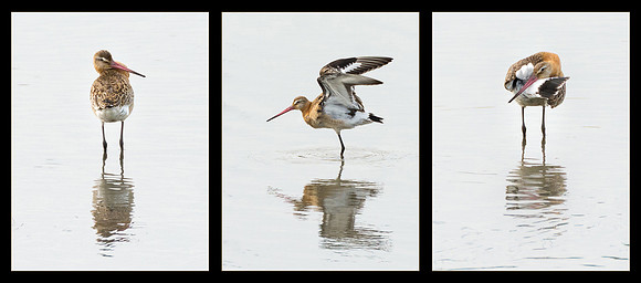 Black Tailed Godwit © Peter Gilbert 1st