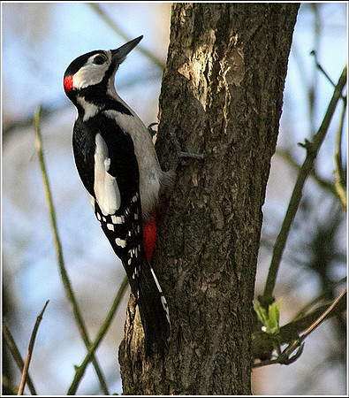 Woodpecker © Russ Thomas 1st