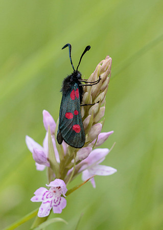 Five-spot Burnet © Jill Dyson-Orme - 2nd.