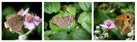 Ringlets and Gate Keeper © Dick Prior HC
