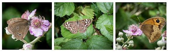 Ringlets and Gate Keeper © Dick Prior HC