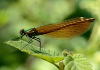 Beautiful Demoiselle © Jill Dyson-Orme - 3rd
