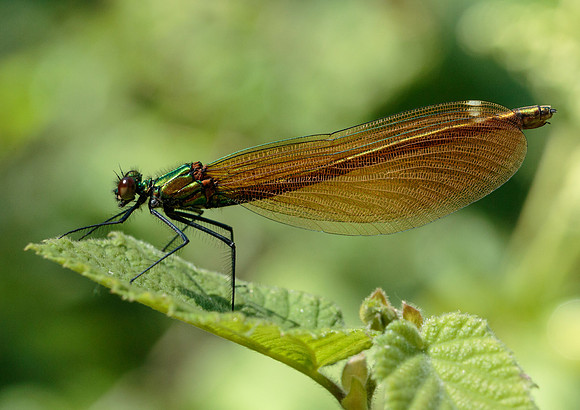 Beautiful Demoiselle © Jill Dyson-Orme - 3rd