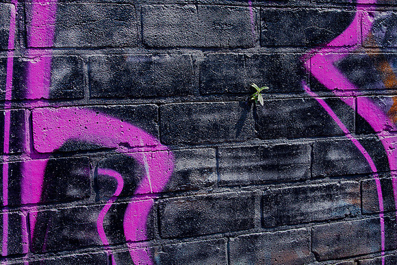 Weed © Dave Buckland