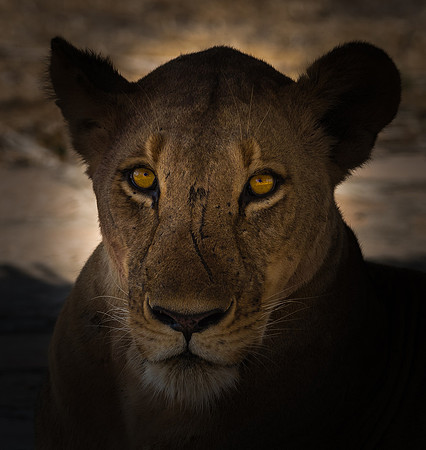Selous Lioness © Paul Thomas 1st