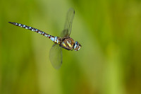 Migrant Hawker © Jill Dyson Orme C