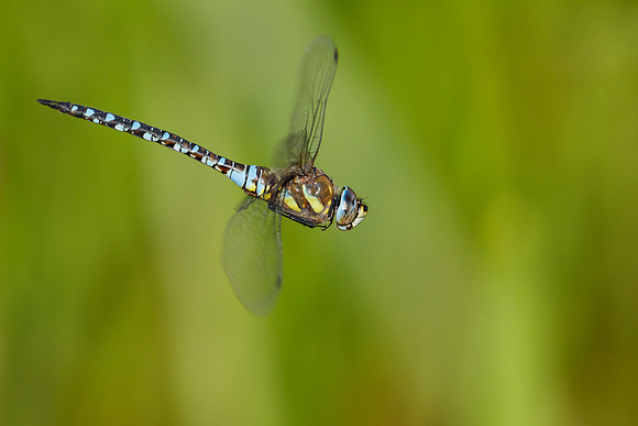 Migrant Hawker © Jill Dyson Orme C