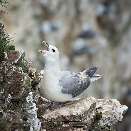 Fulmar calling © Peter Gilbert 3rd