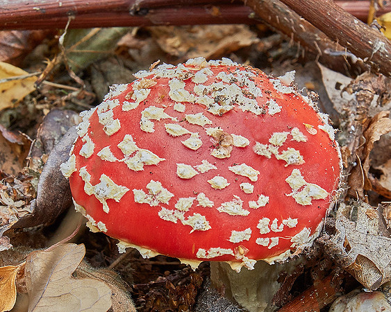 Fungi in Oakley Woods 2 © Ken Bound