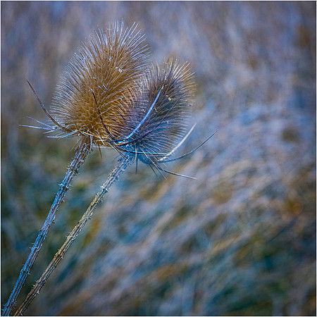Teasels