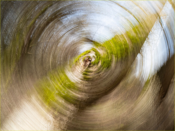 Tree Rings