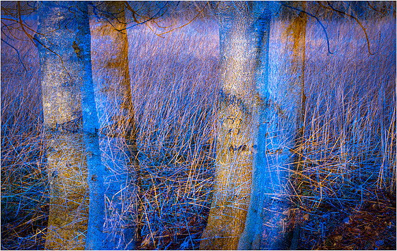 Two Trees