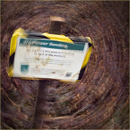 Wildflower Seeding