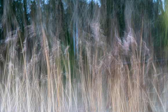 ICM-5