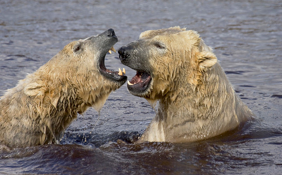 Fighting Polar Bears © Margaret Preece - HC