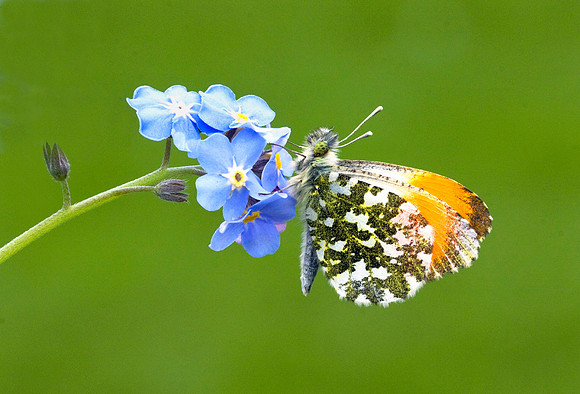 Male Orange tip on forget-me-not © Peter Preece - HC