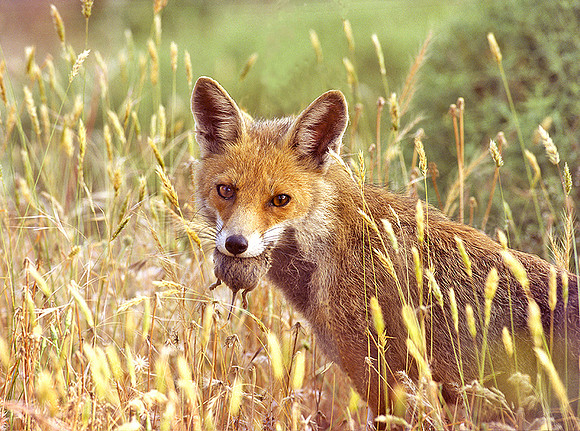 Fox catching short tailed Vole © Peter Preece - 2nd.