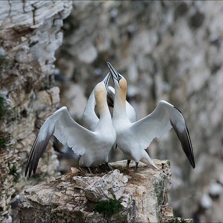 Northern Gannet Bonding II © Peter Gilbert - C