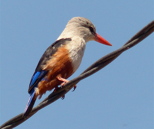 Grey Headed Kingfisher © Heather Wood - HC