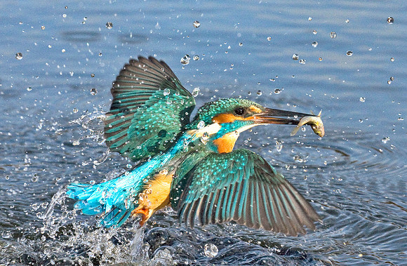 Kingfisher catching fish © Peter Preece - 1st.
