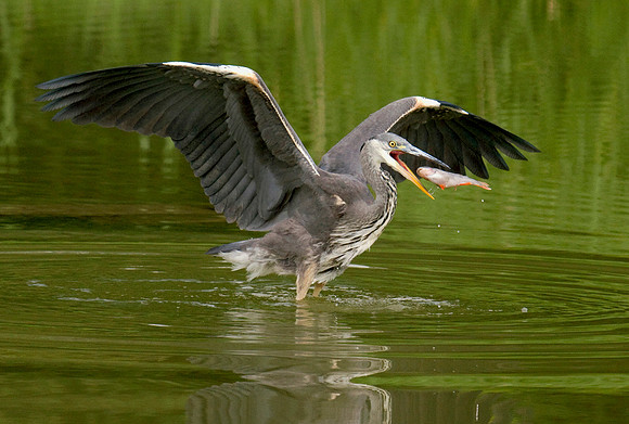 Heron turning fish in beak © Peter Preece - HC