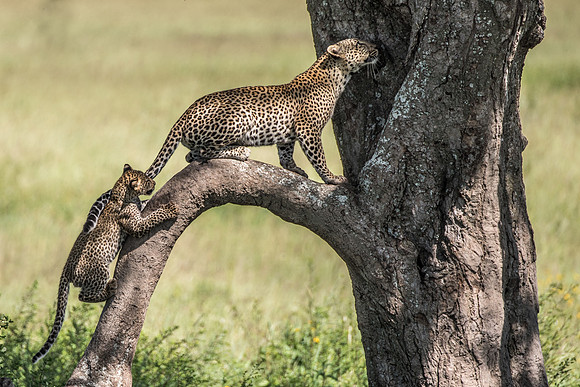 Leopard and Cub © Mary Kirkby - HC