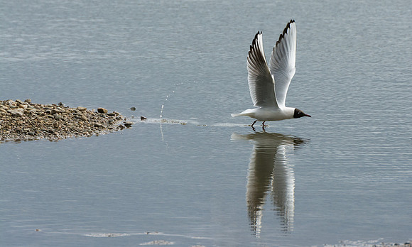 Black Headed Gull takeoff  © Peter Gilbert