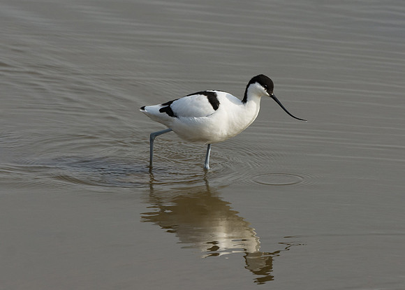 Avocet © Peter Gilbert
