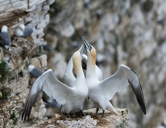 Northern Gannets  © Peter Gilbert