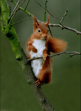 Red Squirrel in tree Scotland © Margaret Preece - HC