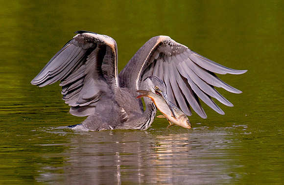 Heron pulling fish from lake © Peter Preece - HC