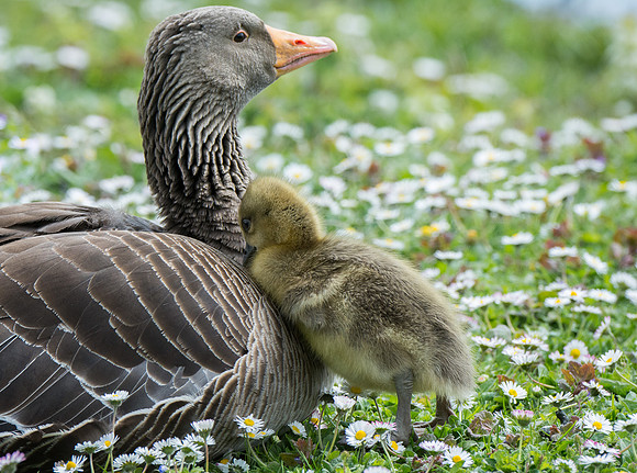 Greylag & Chick © Peter Gilbert
