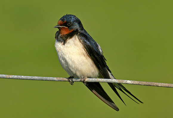Swallow on wire fencing © Margaret Preece - C