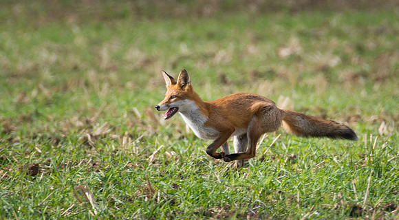 Fox © Peter Gilbert