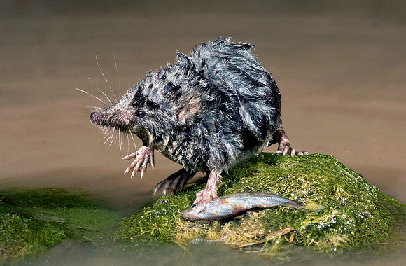 Water Shrew catching fish © Peter Preece - HC