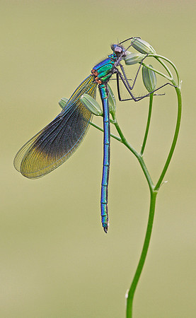 Male Banded Demoiselle on Hawksbeard © Peter Preece - 1st
