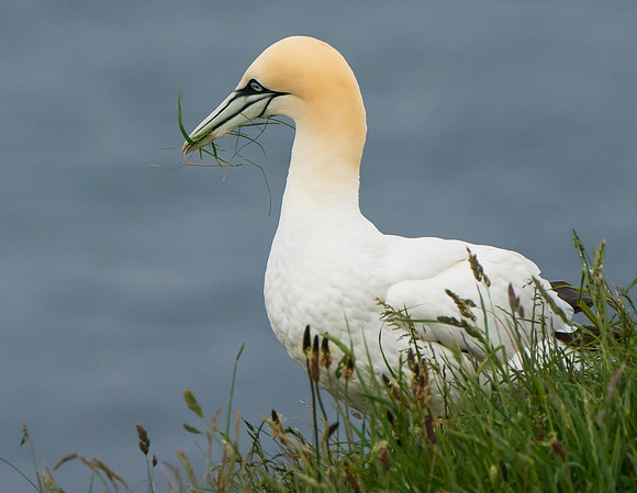 Northern Gannet © Peter Gilbert