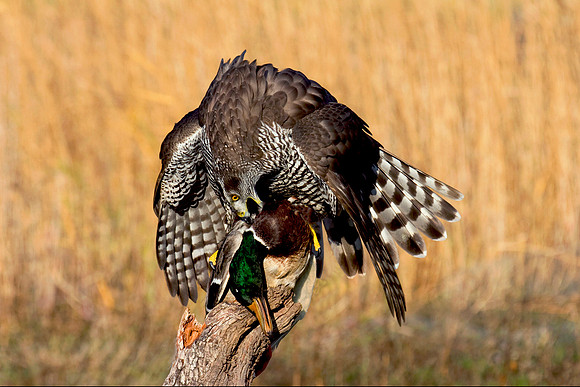 Female goshawk feeding on mallard kill © Peter Preece - HC