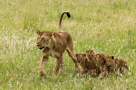 Very Hungry Lioness with Cubs © Mary Kirkby - 3rd