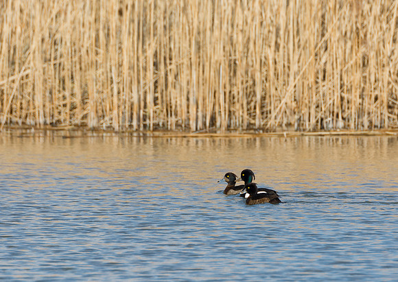 Tufted Duck Trio  © Peter Gilbert
